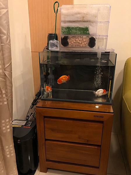 90205563_202796587611799_7065626247400783872_n