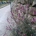 P1020271.JPG