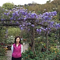 20140329尖石鄉紅薔薇_930
