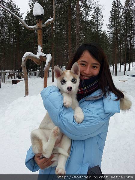 雪地犬哈士奇莊園--可愛的小哈士奇犬2015.02.19-3.jpg