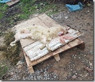 20180617_151403哈薩克民族家訪--在院子的另一角正好在殺羊。剝下的羊皮。