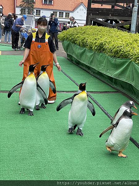 尼克斯海洋公園--可愛的企鵝遊行2023.05.31-1.jpg