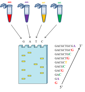 次世代定序 Next Generation Sequencing Ngs 有勁的基因資訊 痞客邦 次世代定序 Next Generation Sequencing Ngs 有勁的基因資訊 痞客邦