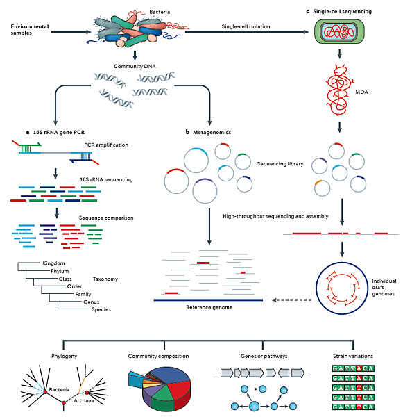 16s rrna sequence analysis 16s rrna sequence analysis