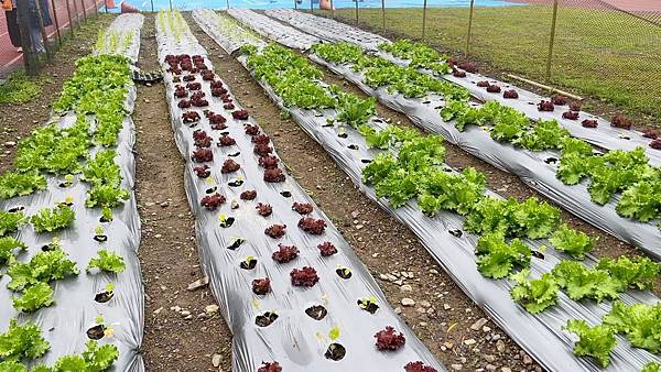 新竹尖石秘境!藏在雲霧裡的錦屏國小操場,不只跑跑跳跳,還有菜 新竹尖石秘境!藏在雲霧裡的錦屏國小操場,不只跑跑跳跳,還有菜