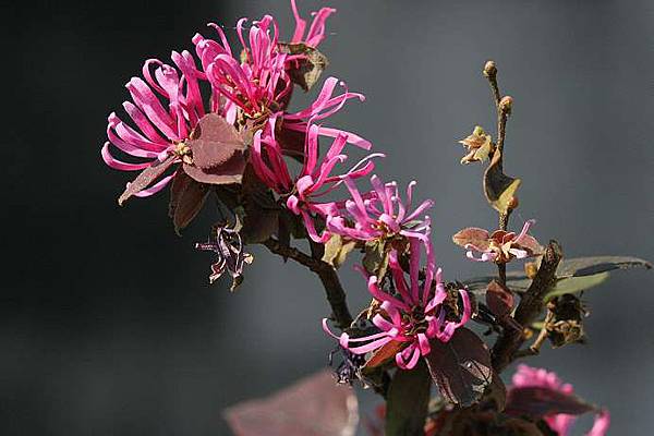 粉 紅花萬作 優勢的盆栽與孔雀魚的世界 痞客邦