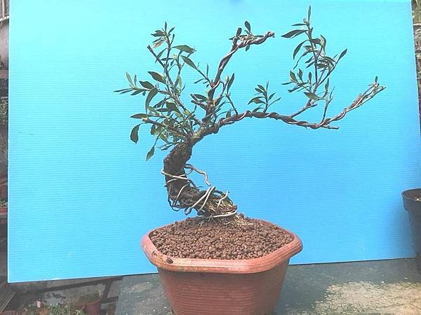 日本梔子 品種名 喜代譽 優勢的盆栽與孔雀魚的世界 痞客邦