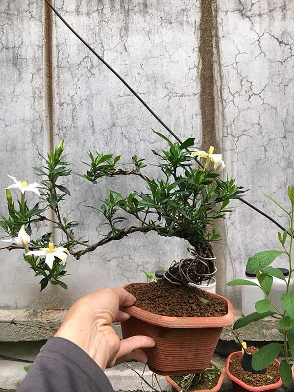 日本梔子 品種名 喜代譽 優勢的盆栽與孔雀魚的世界 痞客邦