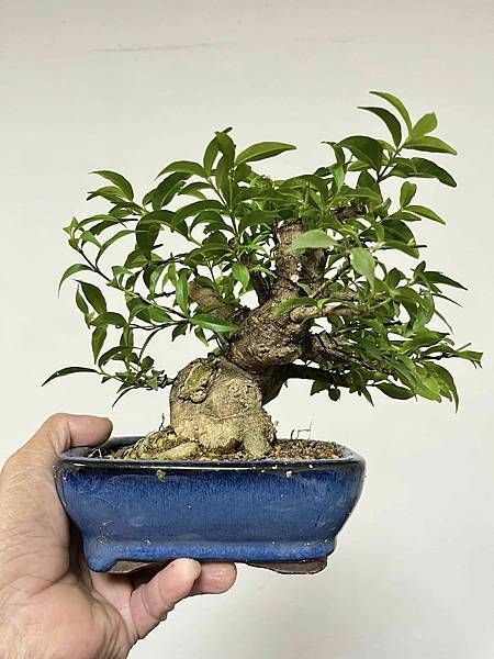 小葉香水梅