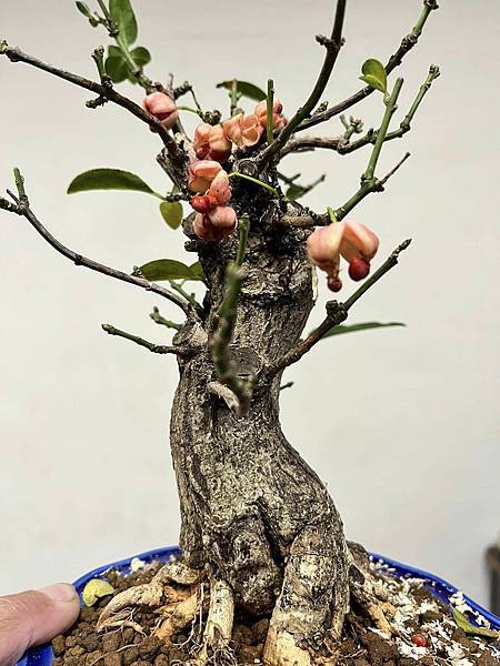 粉紅真弓