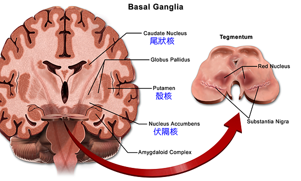 Blausen_0076_BasalGanglia.png