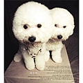 Bichon