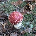 彩色的菇菇
