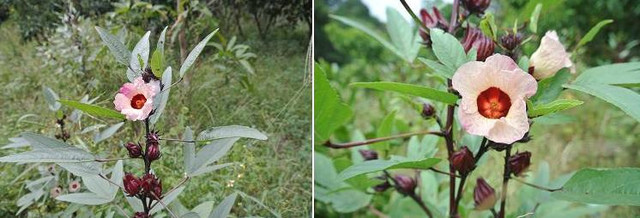 新竹市安親班自然探索來去高峰植物園