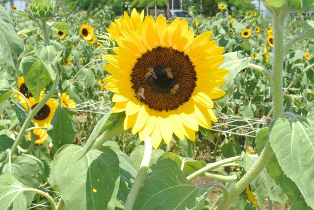 新竹市安親班-向陽農場、觀音蓮園 「拈花惹草」趣