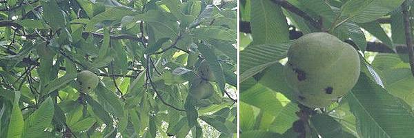 新竹市安親班自然探索來去高峰植物園