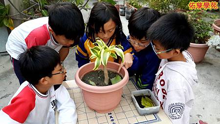 佑孳後花園生態教室