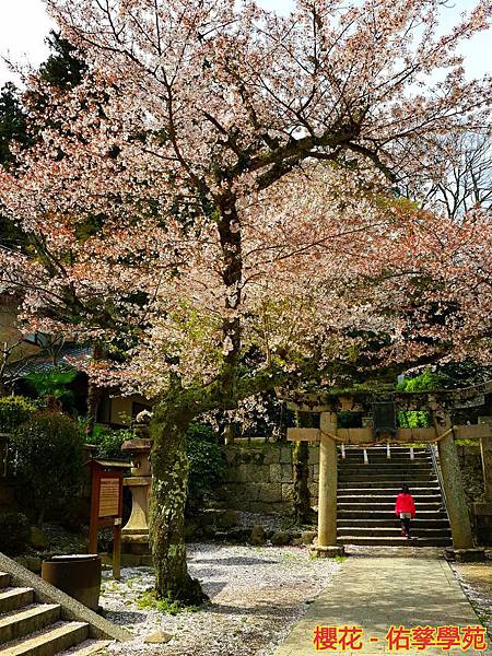 新竹市安親班-木棉花觀察日記