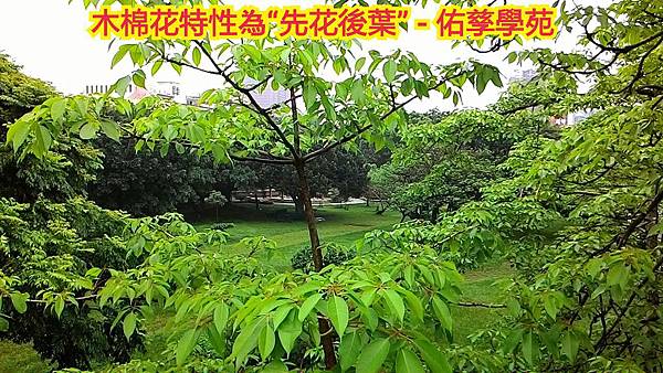 新竹市安親班-木棉花觀察日記