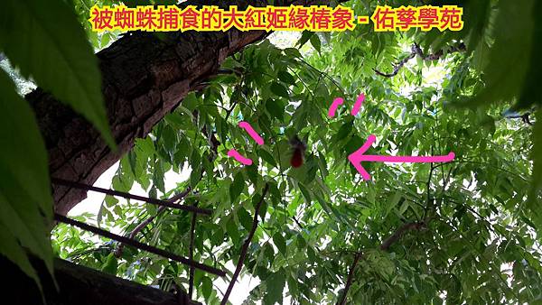 自然探索大紅姬緣椿象與台灣欒樹的共生關係(四下自然)