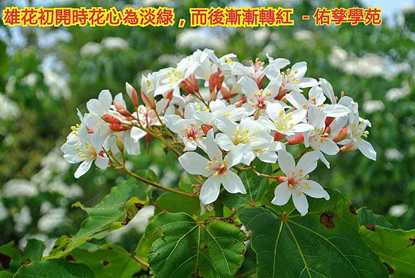 新竹市安親班-佑孳植物花果實種子(3上)