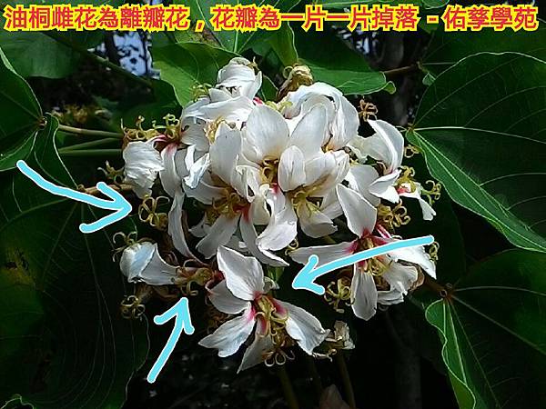 新竹市安親班-佑孳植物花果實種子(3上)