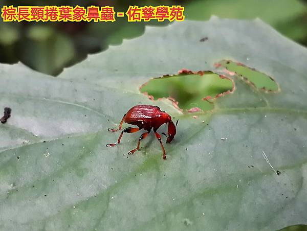 新竹市安親班-獨角仙與鞘翅目(四下自然)