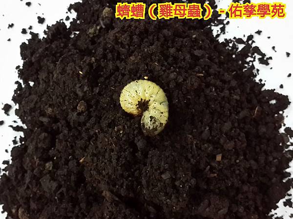 佑孳後花園生態教室