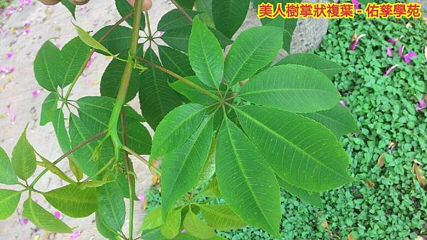 新竹市安親班-植物生態的研討與實作(5下自然)