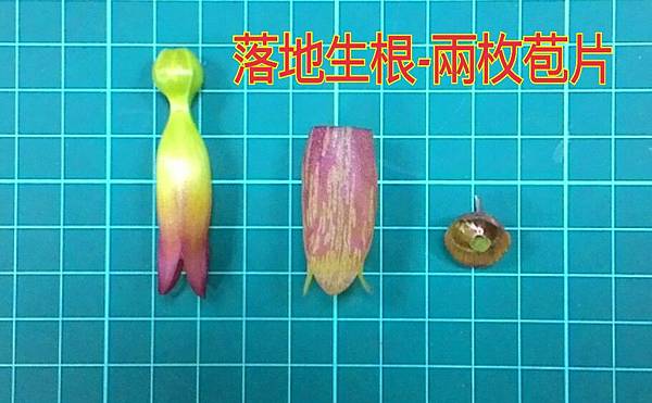 新竹市安親班-植物生態的研討與實作(5上自然)