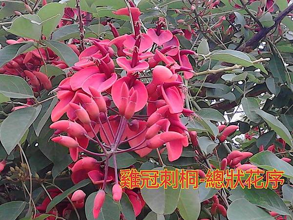 新竹市安親班-佑孳植物花果實種子(3上)