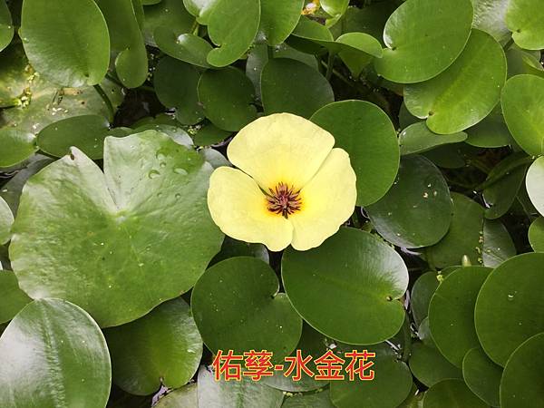 新竹市安親班-自然探索水中植物(4上自然)