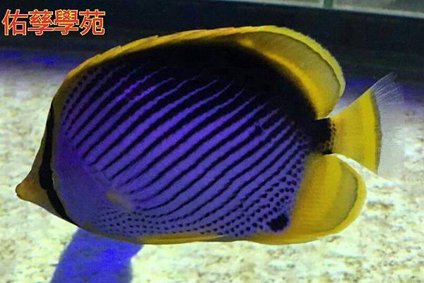 探索台灣生態環境和生物種類(6下自然)