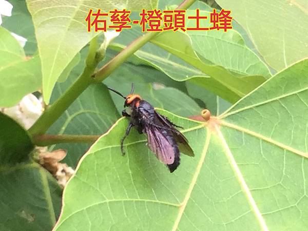 新竹市安親班-自然探索蜂與蟻(膜翅目)