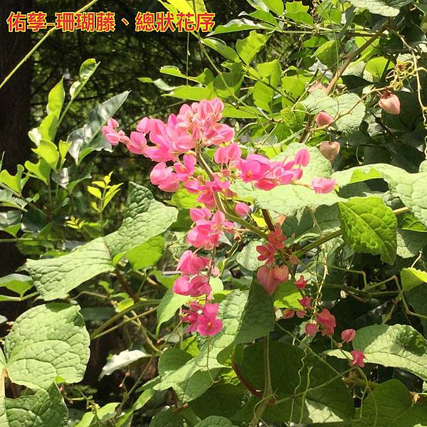 新竹市安親班-佑孳植物花果實種子(3上)