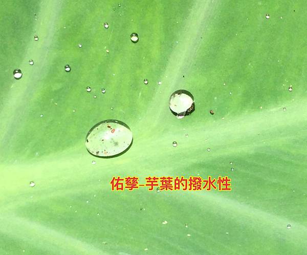 IMG_1975.JPG IMG_1975.JPG