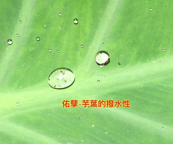 新竹市安親班-自然探索水中植物(4上自然)