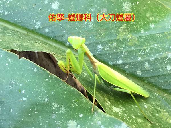 新竹市安親班-自然探索鐮刀手螳螂