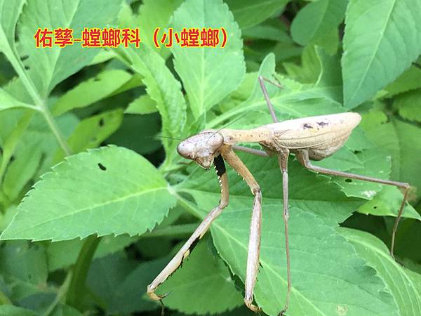 新竹市安親班-自然探索鐮刀手螳螂