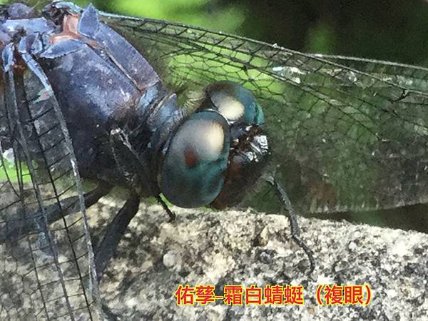 新竹市安親班-自然探索蜻蜓與豆娘(蜻蛉目)