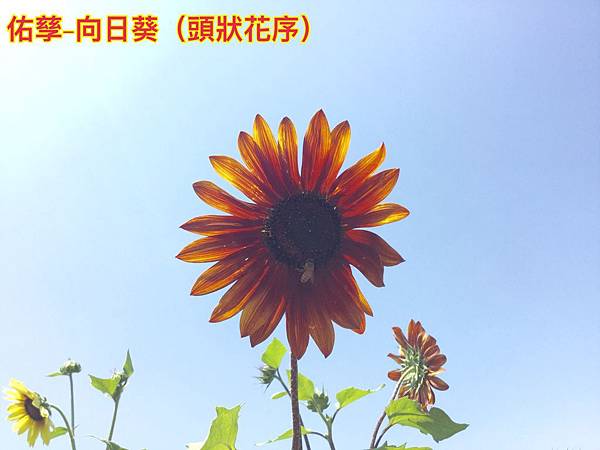 新竹市安親班-向陽農場、觀音蓮園 「拈花惹草」趣