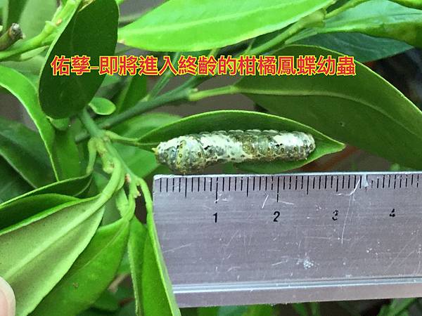 新竹市安親班-自然探索鳳蝶