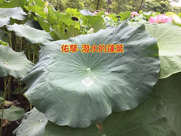 新竹市安親班-自然探索水中植物(4上自然)