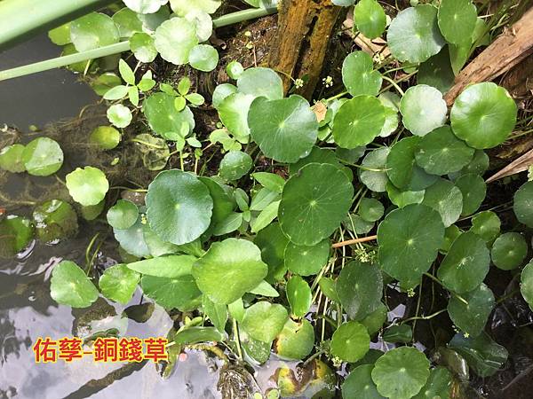 新竹市安親班-自然探索水中植物(4上自然)