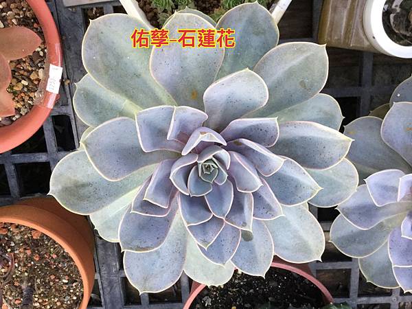 新竹市安親班-植物生態的研討與實作(5上自然)