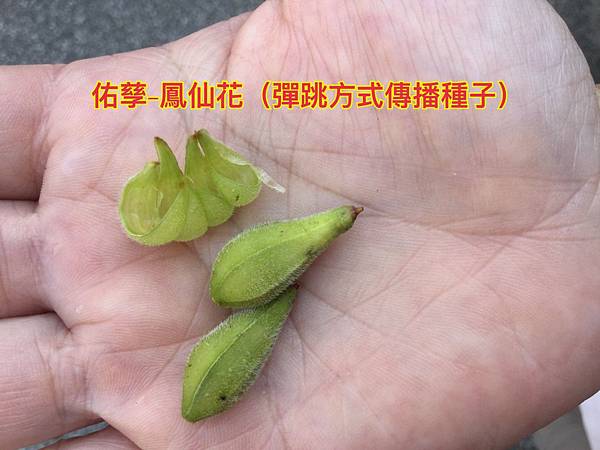 新竹市安親班-植物生態的研討與實作(5下自然)