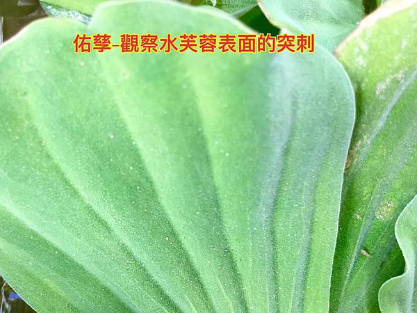 新竹市安親班-植物生態的研討與實作(5下自然)