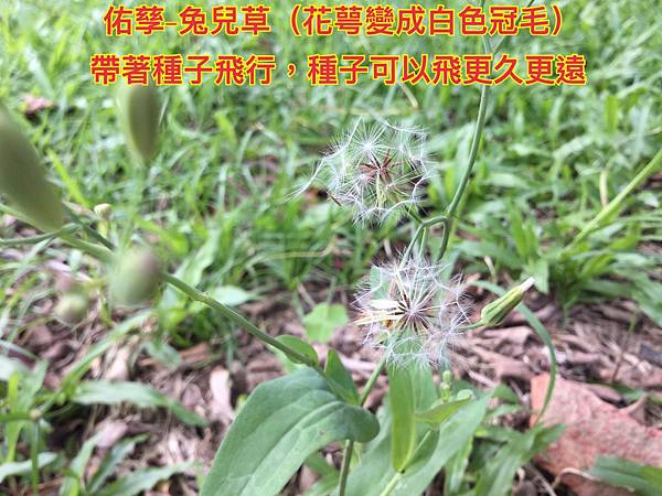 新竹市安親班-植物生態的研討與實作(5下自然)