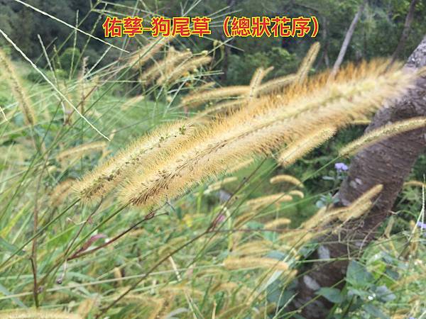 新竹市安親班-植物生態的研討與實作(5下自然)