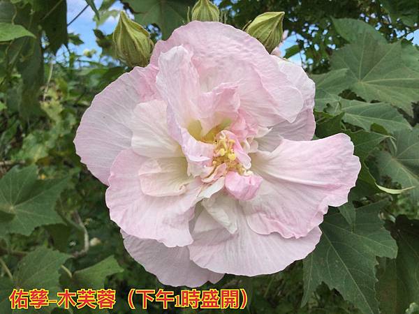 新竹市安親班-植物生態的研討與實作(5下自然)